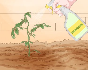 How to Treat Curly Top Virus in Tomatoes