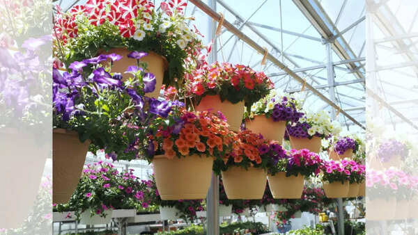 Colorful hanging baskets with flowers