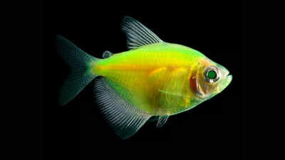 Glowing fish revealed through research