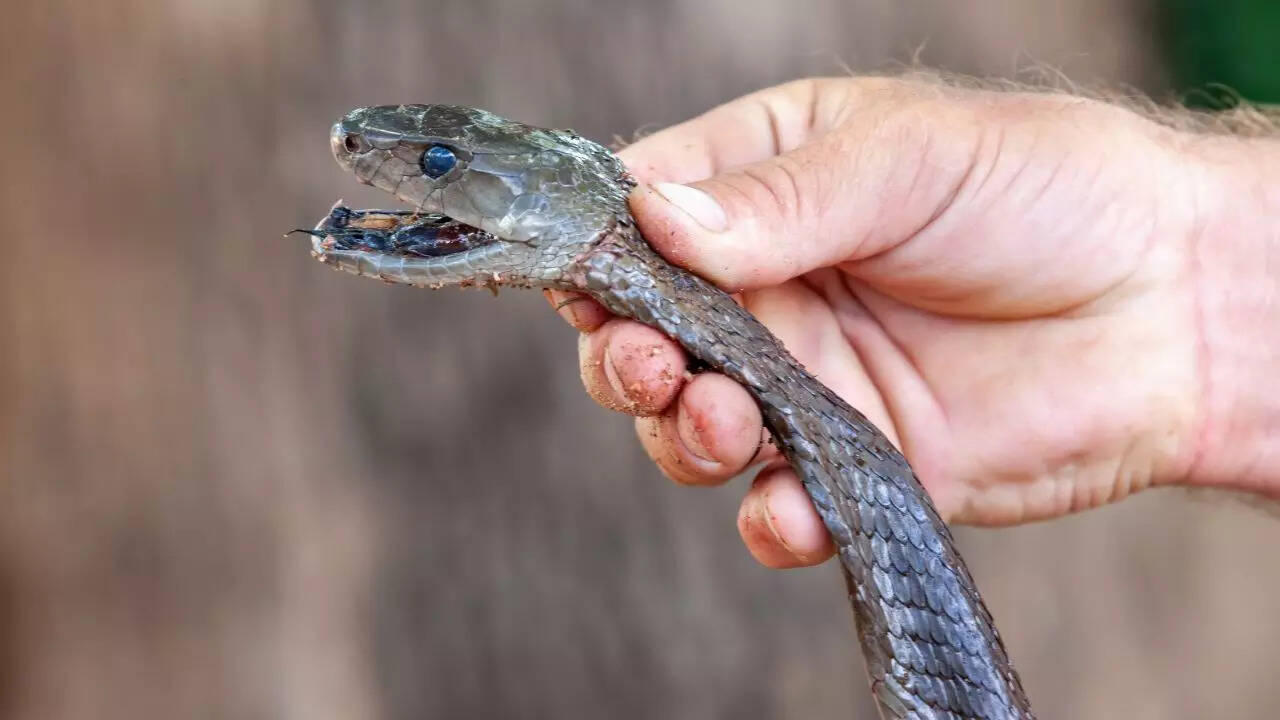 Black Mamba