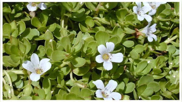 Brahmi