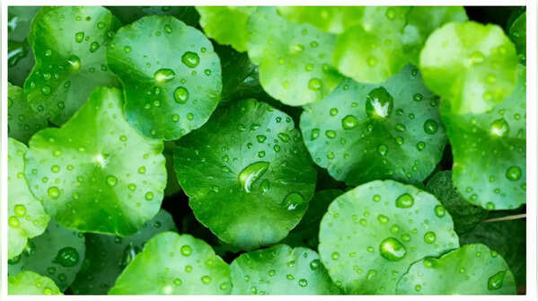 Gotu Kola