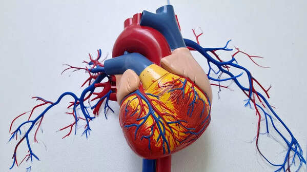 B12 deficiency can affect heart and nerve health 