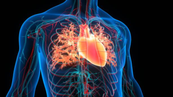 Women’s arteries appear different