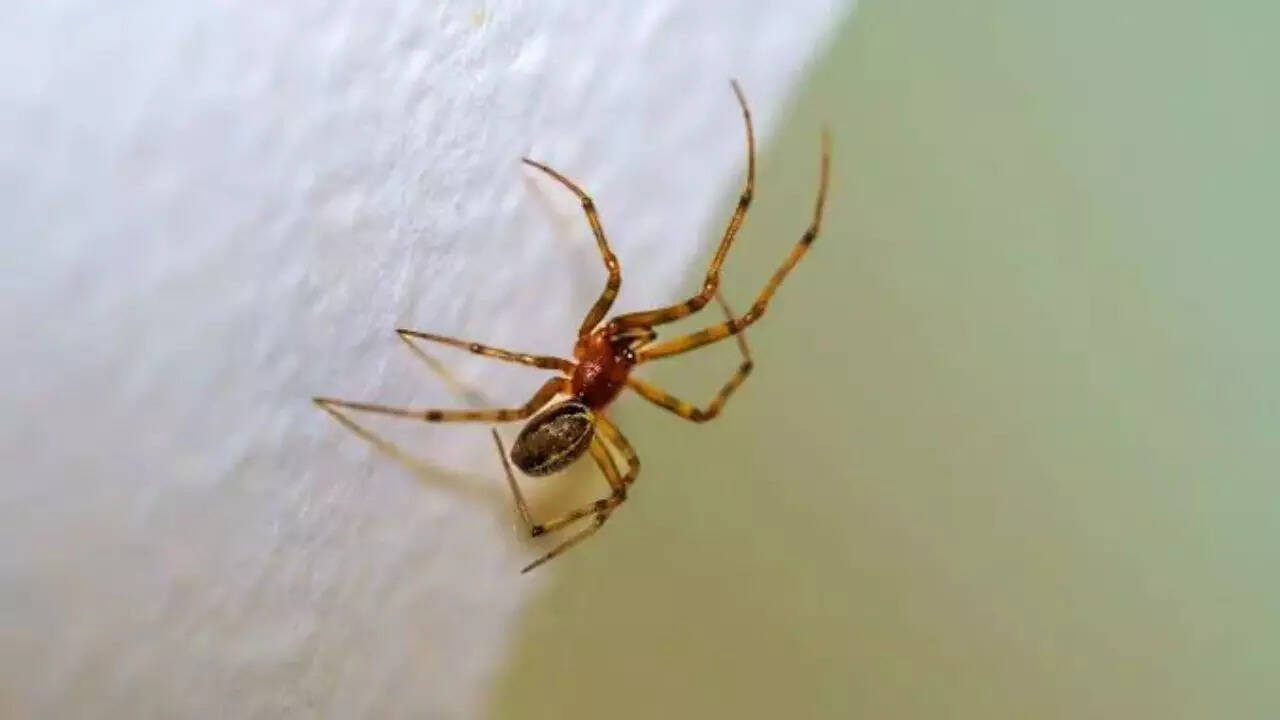 American house spider