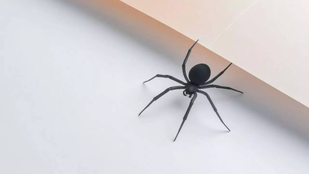 Black widow
