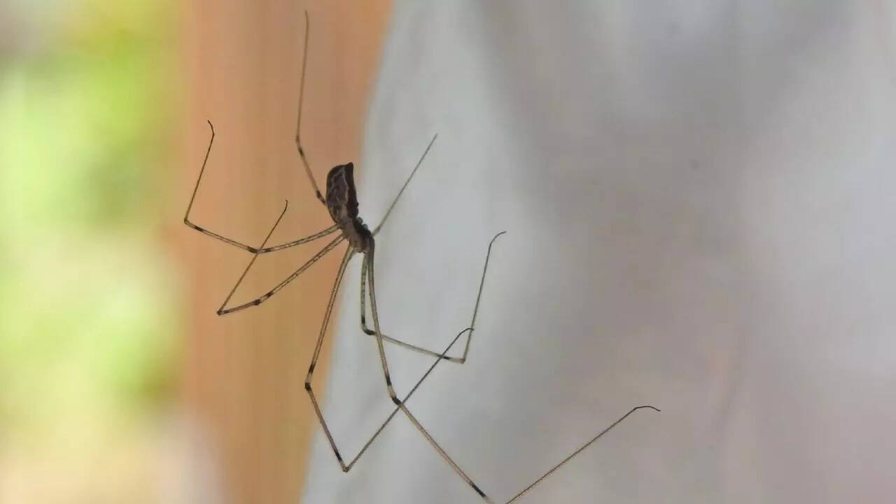 Cellar spider