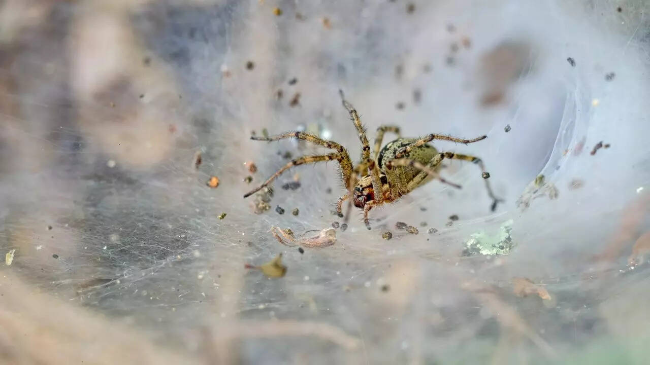 Funnel weavers