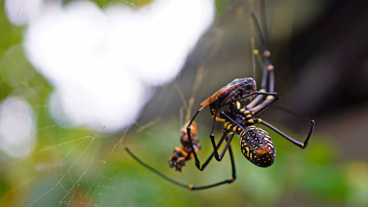 Orb weavers