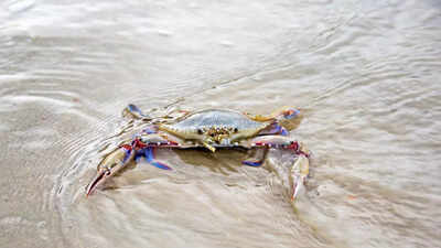 Study reveals offshore wind farm cables affect female crabs and marine ecosystems