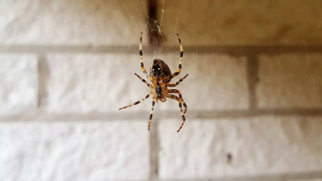 Why is your home full of cobwebs
