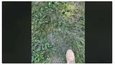 Optical illusion: Think you have sharp eyesight? Spot the hidden frog amidst the grass in 10 seconds!