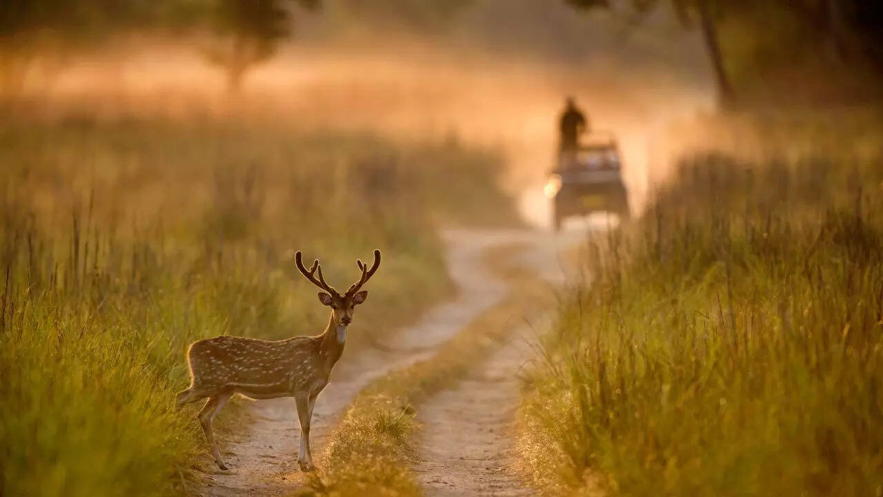 Jim Corbett National Park for wildlife lovers
